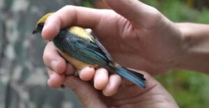avifauna01