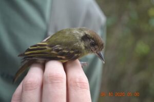 avifauna04
