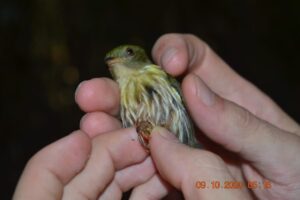 avifauna03