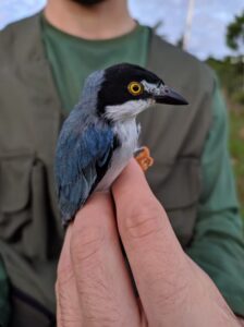 avifauna05