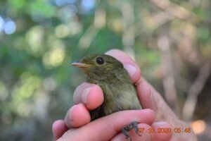avifauna06