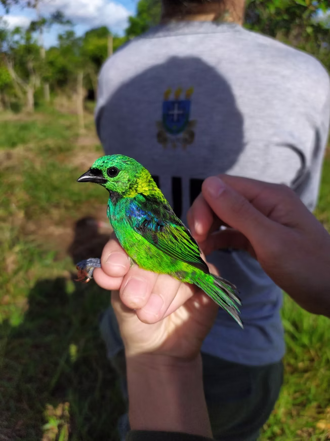 avifauna07
