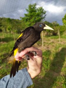 avifauna08