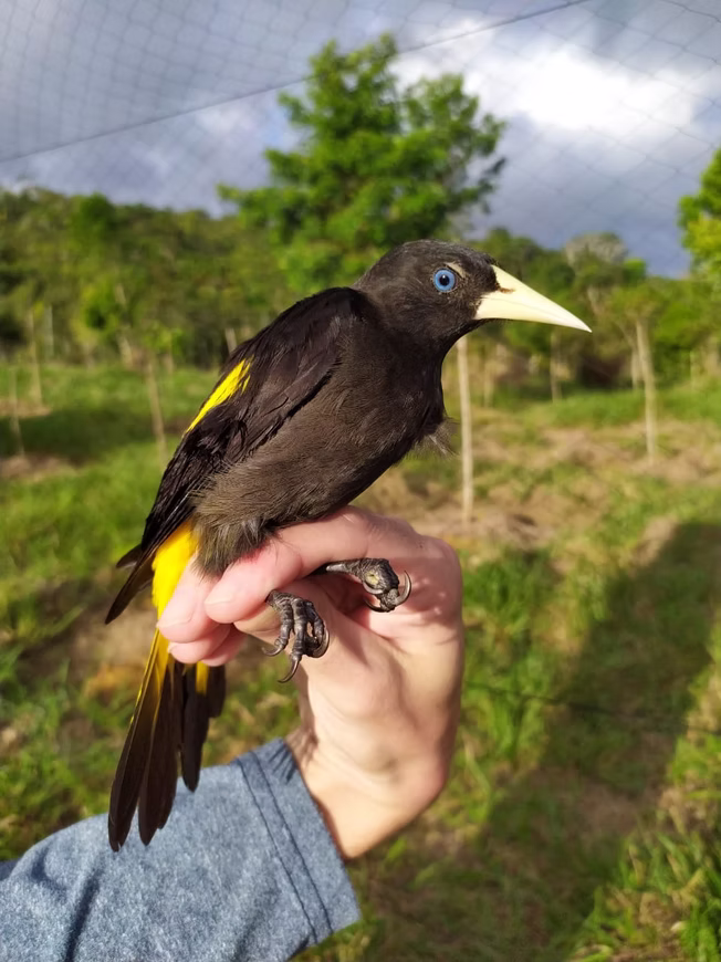 avifauna08