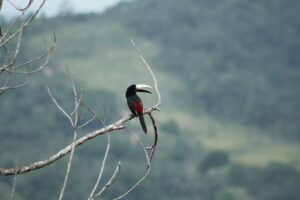 avifauna10