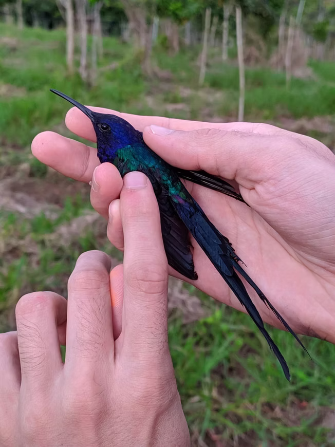 avifauna12