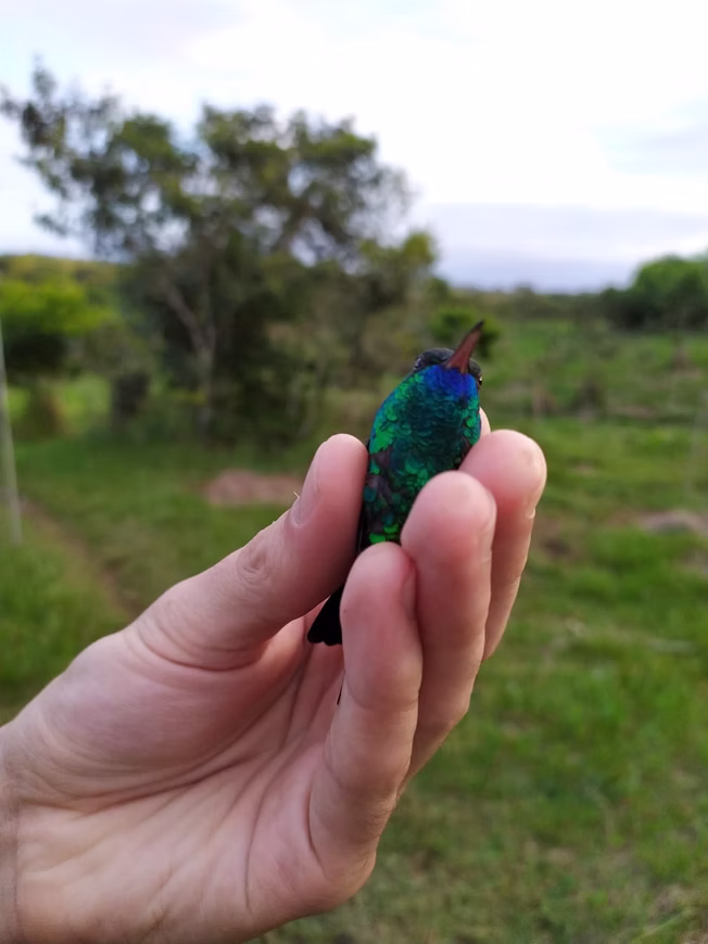 avifauna13
