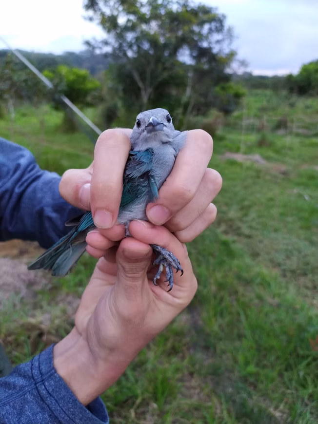 avifauna15